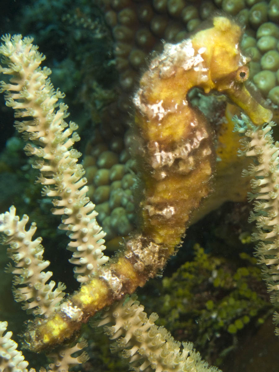 Seahorse at Mary's Place